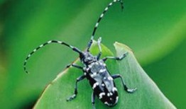 天牛哥最新爆料新闻网站,最新爆料新闻网站深度解析